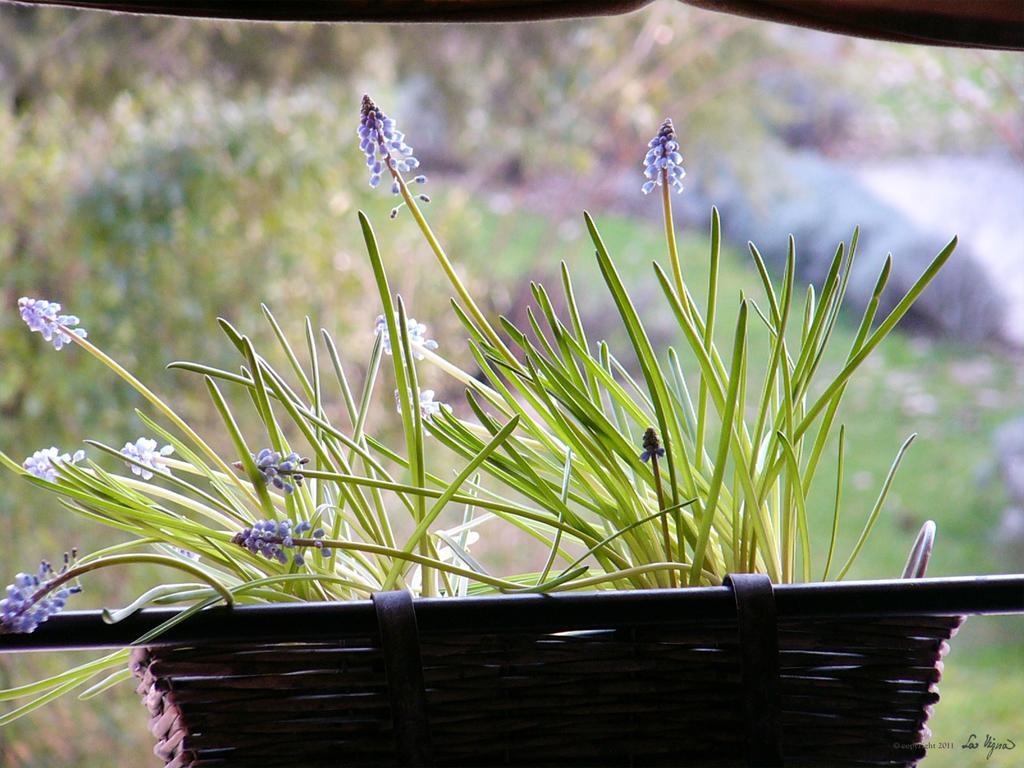 טרוויסו La Vigna B&B חדר תמונה