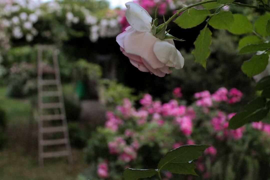 טרוויסו La Vigna B&B מראה חיצוני תמונה